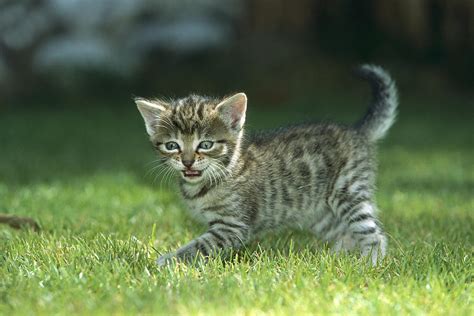 Domestic Cat Felis Catus Kitten Photograph By Konrad Wothe Fine Art