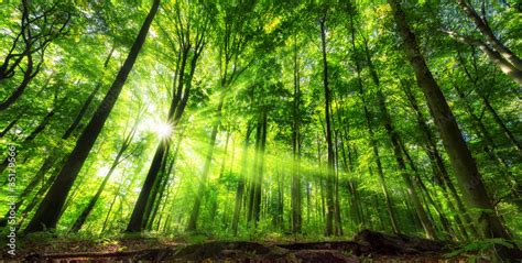 Vibrant Panoramic Scenery Of Illuminated Foliage In A Lush Green Forest
