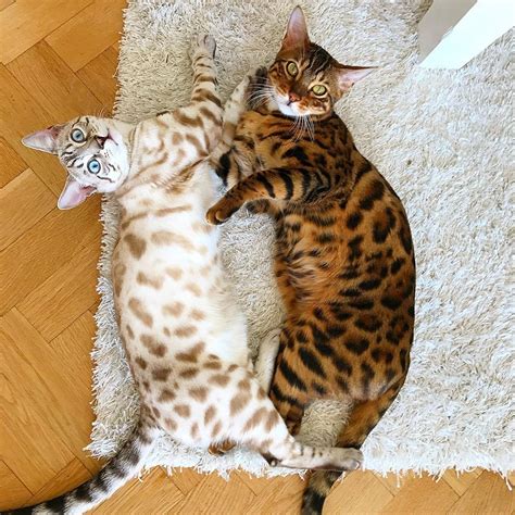 5 Facts Why Bengal Cats Are Just Amazing Catman