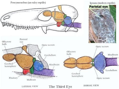 anatomy - Why did Opabinia have 5 eyes? - Biology Stack Exchange