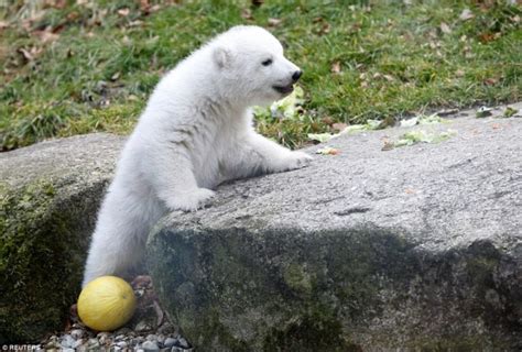 Uplifting Photos Of Winking Polar Bear Cub Taking Its First Step In