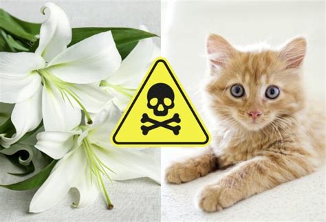Easter Lilies Can Be Lethal To Cats Lovecats World