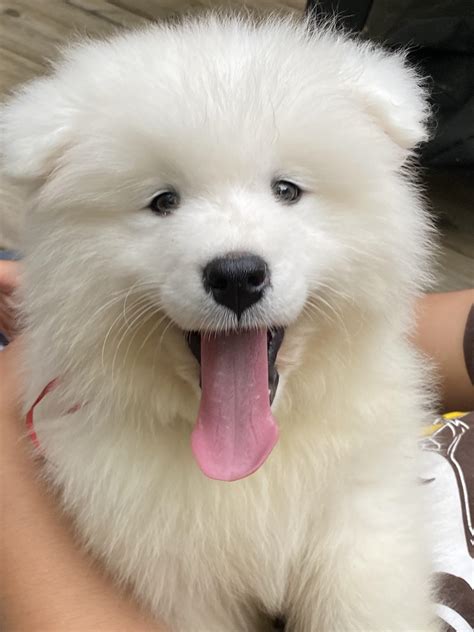 Hi All We Just Adopted Our First Samoyed Puppy So If Anyone Has Tips