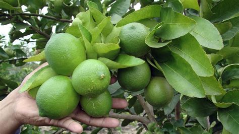 Plantas Limon Persa LA ELECCION DE LOS EXPERTOS EN AGRICULTURA