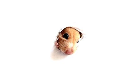 Hamster Meme Wallpapers Top Free Hamster Meme Backgrounds