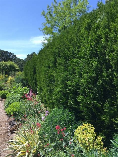 Thuja Plicata Virescens Virescens Western Red Cedar Tree Pot Thuja