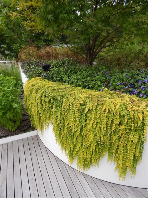 Welcome to the famous dave's garden website. Lysimachia 'Creeping Jenny' 8" Pot - Hello Hello Plants ...