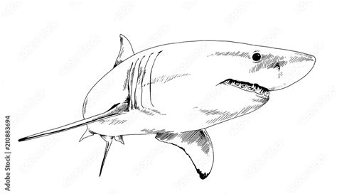 The Attacking Great White Shark With Open Jaws Drawn In Ink By Hand On