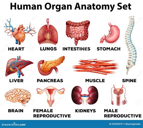 Anatomía Del Cuerpo Humano Sistema De órganos Médicos Infantiles