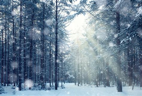 Laeacco Winter Backdrops Snow Dark Tree Forest Hazy Child Portrait