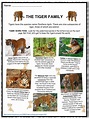 Tiger Facts, Worksheets, Diet, Habitat & Information For Kids