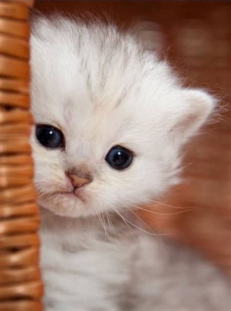 Time For An Extremely Cute Kitten Kittens And Puppies Cute Cats And Kittens Kittens Cutest