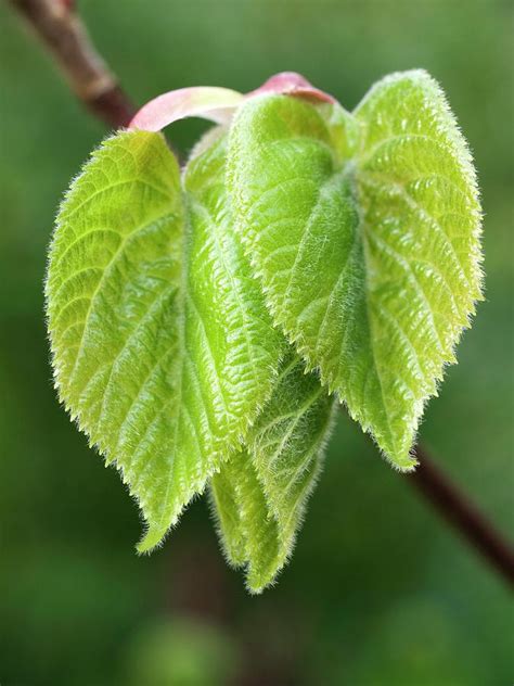 Young Lime Tilia Cordata Leaves Photograph By Dr Jeremy Burgess