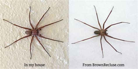 My Bf Found What Looks Like A Brown Recluse In His House In Northern