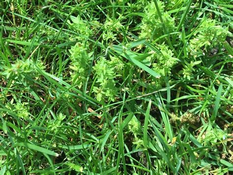 Weed Growing In Northern Illinois Lawn Walter Reeves The Georgia