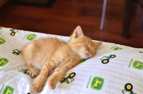 With tenor, maker of gif keyboard, add popular orange kitten animated gifs to your conversations. Tired Orange Kitten | Tired Orange Kitten | matt evans ...