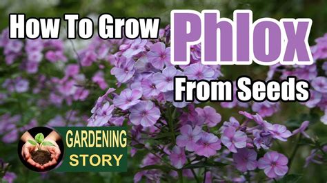 How To Grow Phlox From Seeds Gardening Story Youtube