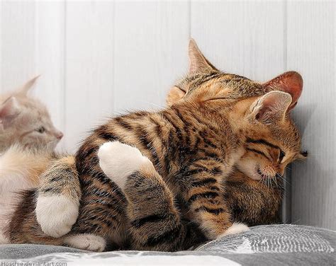 Big Hug Kitty Kittens Adorable Cat Sweet Cute Hug Love Kitten