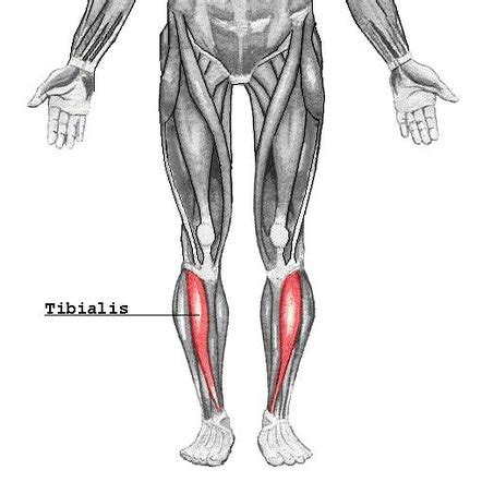 Tibialis Anterior Muscle Radiology Reference Article Radiopaedia Org