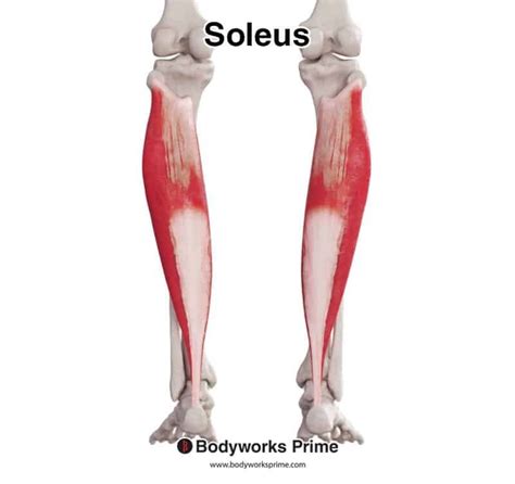 Soleus Muscle Anatomy Bodyworks Prime