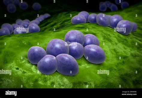 Microscopic View Of Staphylococcus Stock Photo Alamy