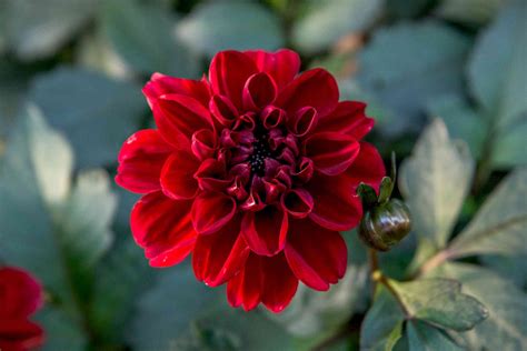 How To Grow Dahlias In Pots