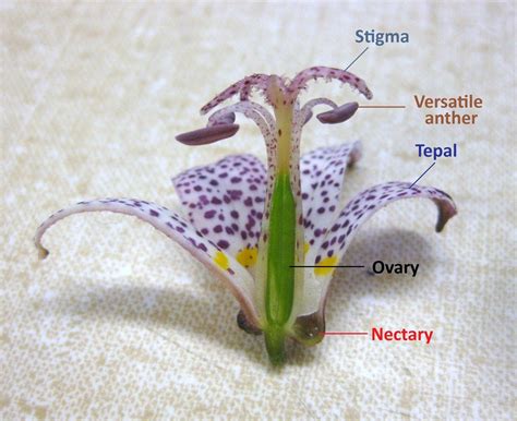 Nectary Tepal Stigma Anther Ovary Flower Parts Just Photo