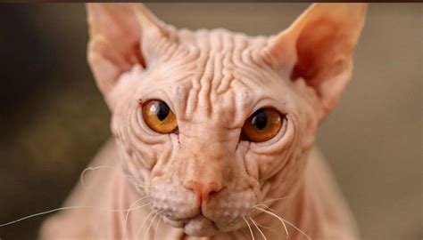 Do Hypoallergenic Cats Even Exist 3 Myths Dispelled About Cat