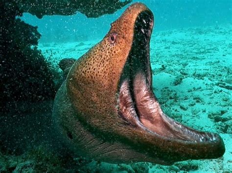 A Moray Eel Wide With Its Jaws Wide Open High Speed Footage Of