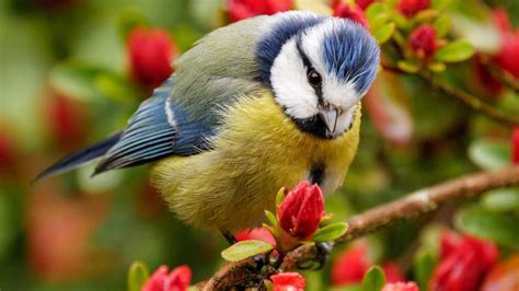 Fond Décran Des Oiseaux Fleurs La Nature Branche Faune Le Bec