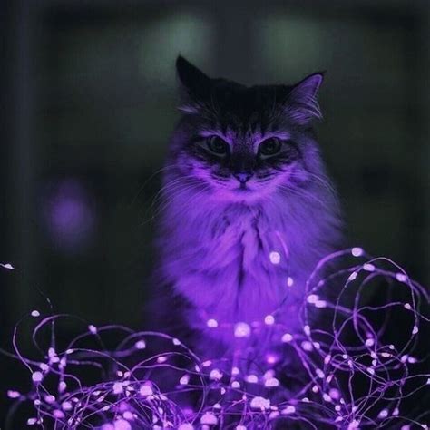 Purple Cat Purple Cat Aesthetic Purple Cat Neon Cat