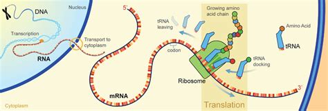 Sep 12, 2017 · kinetics of mrna translation. 4.7: Translation of RNA to Protein - Biology LibreTexts