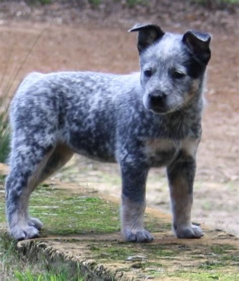 Adorable Blue Heeler Puppie I Might Need One Someday Blue