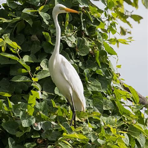 Bird Watching In Thailand Great Egret Great White Heron นกยางโทนใหญ่