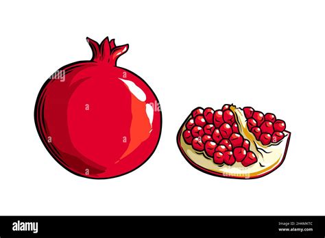 Pomegranate Fruit Side View Colored Exotic Pomegranate Fruit Vector