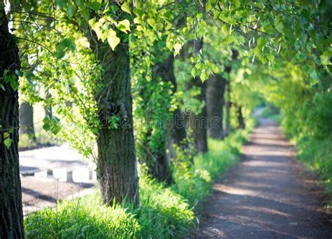 Tree Alley In Summer Stock Photo Image Of Foliage Summer 113312282