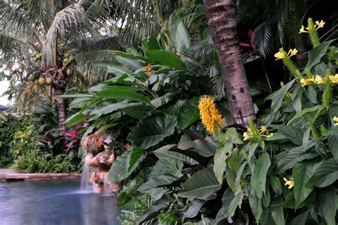 Tropical Design Tropical Landscape Miami By Knoll Landscape