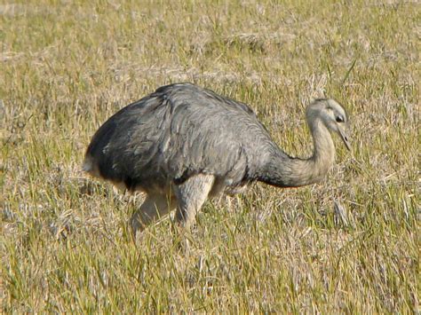 Birds Of The World Large Flightless Birds