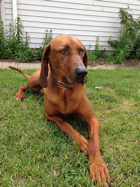 9 4 Months Old Superior Redbone Coonhounds Dog Puppy For Sale Or