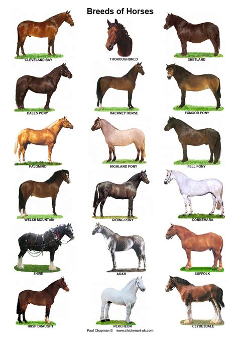 A4 Laminated Postershorses Goats And Pigs Etsy Horse Breeds