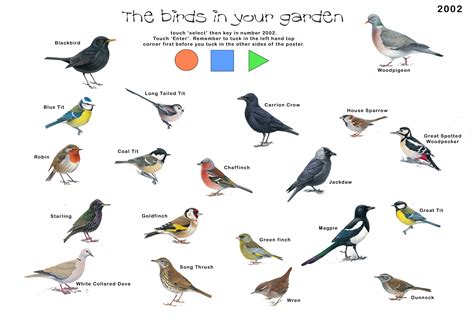 British Garden Birds Images