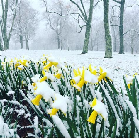 Snow On Daffodils All Over Virginia Today Winters Last