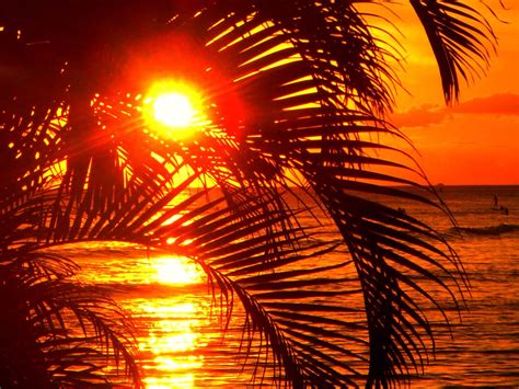 Hawaii Palm Tree Sunset Hawaii Pictures