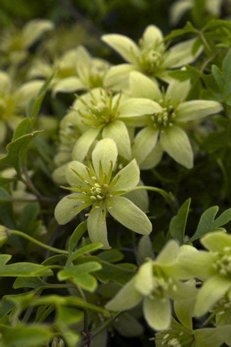 Clematis Fragrant Oberon Andhutbronandpbr Fo Clematis Fragrant