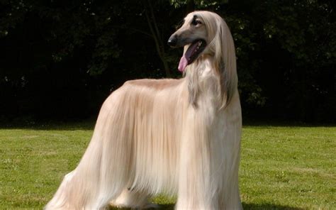 Large Dog Breeds Long Hair Hound Dog Breeds Afghan Hound Long