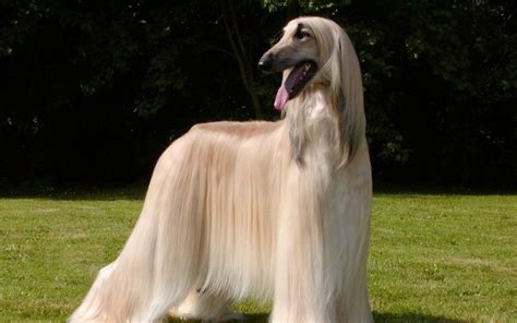 Long haired dog breeds are just perfect! photos of tall large breed long haired dogs | Large Dog ...