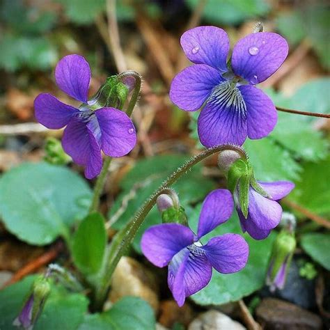 Images Of Wild Violets Imahtrea