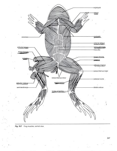 The humerus is the long bone in the upper arm. Frog Leg Bones Diagram | #1 Wiring Diagram Source