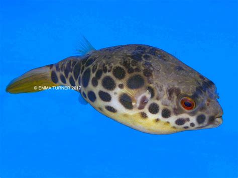 Congo Spotted Puffer Hzwsdxgfs2