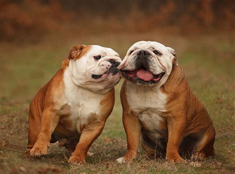 English Bulldogs 101 Everything You Need To Know About Your Newest Fa